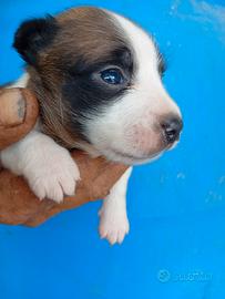 Cucciola di Jack russel