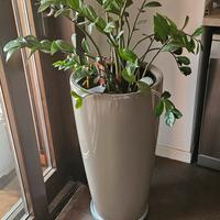 Vaso Lechuza Rondo 32 con pianta