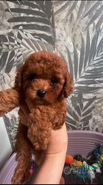 Cuccioli barboncino toy e mini toy