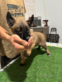 Cuccioli di Pastore Belga Malinois
