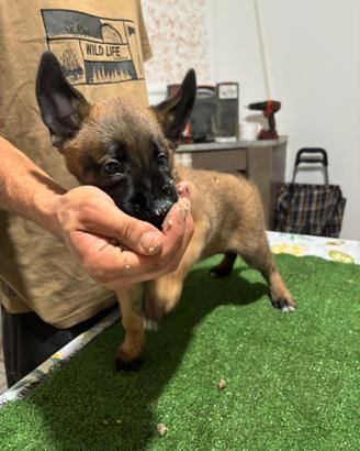 Cuccioli di Pastore Belga Malinois
