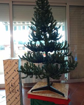 ALBERO di NATALE