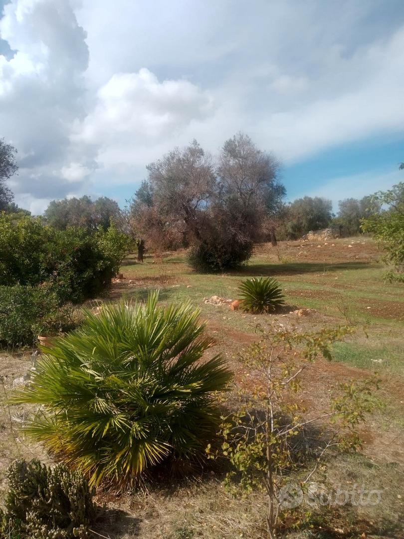 Terreno agricolo edificabile circa mq 8000 - Vista 4