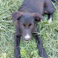 Cucciolo di tre mesi e mezzo ti aspetta?