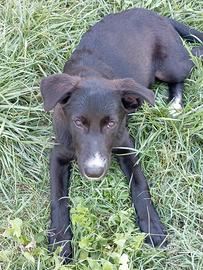Cucciolo di tre mesi e mezzo ti aspetta?