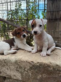 Cuccioli di jack russell