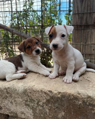 Cuccioli di jack russell