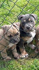 American Bully