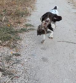 Springer spaniel inglese