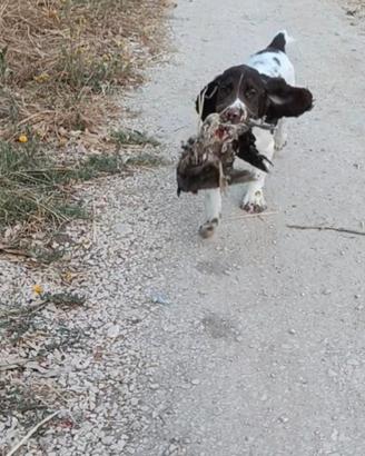 Springer spaniel inglese