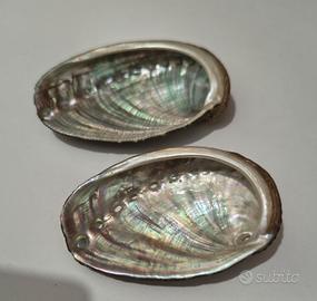 Lotto 2 conchiglie Abalone Orecchio Venere 55-58mm