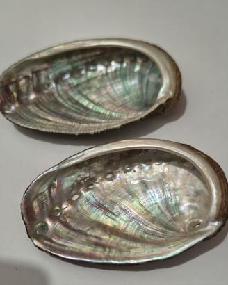 Lotto 2 conchiglie Abalone Orecchio Venere 55-58mm