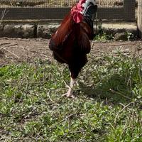 Gallo ornamentale Nostrano Maschio riproduttore
