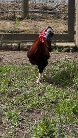 Gallo ornamentale Nostrano Maschio riproduttore