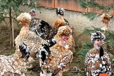 Galline gagà