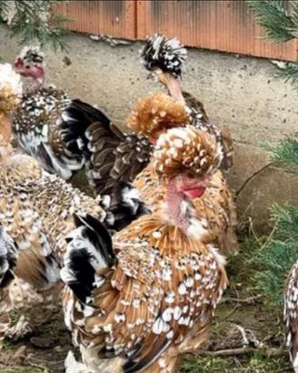 Galline gagà