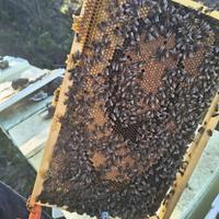 Nucleo Api 5 Telaini, Regina carnica