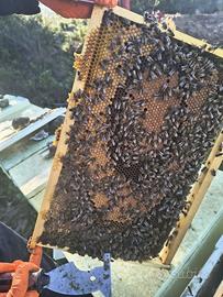 Nucleo Api 5 Telaini, Regina carnica