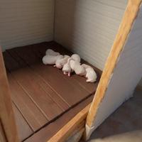 Cucciolata Setter inglese