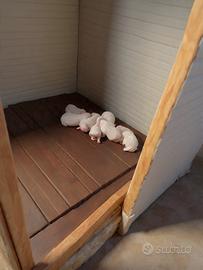 Cucciolata Setter inglese