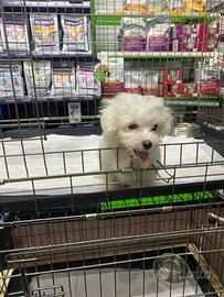 Maltese toy cucciolo