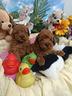 barboncini-cuccioli-rosso-red-taglia-piccola-toy