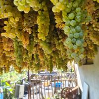 vinsanto da mettere in caratelli 