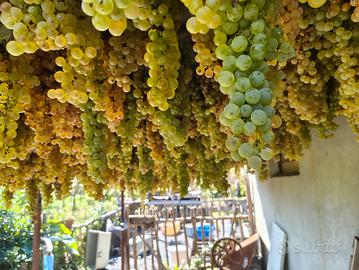 vinsanto da mettere in caratelli 