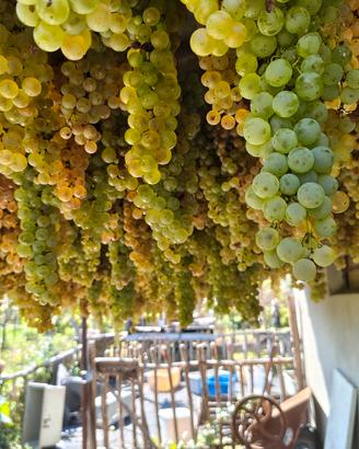 vinsanto da mettere in caratelli 