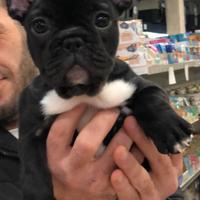Cuccioli bulldog francese