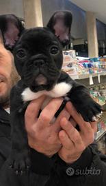 Cuccioli bulldog francese