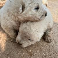 Cuccioli di pastore maremmano-abruzzese