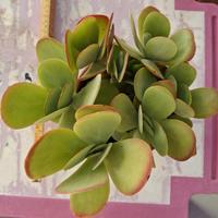 Pianta grassa: kalanchoe thyrsiflorex