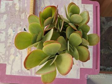 Pianta grassa: kalanchoe thyrsiflorex