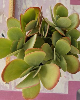 Pianta grassa: kalanchoe thyrsiflorex