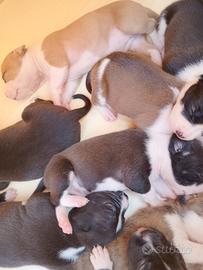 Amstaff maschi e femmine