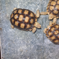 Tartaruga Centrochelys sulcata