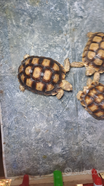Tartaruga Centrochelys sulcata