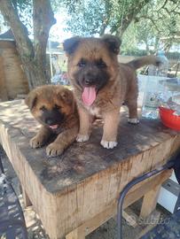 Mix Akita Americano e Pastore Tedesco