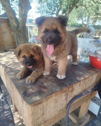 Mix Akita Americano e Pastore Tedesco