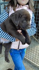 Labrador maschi marroni con pedigree
