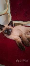 Gatto Siamese