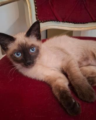 Gatto Siamese