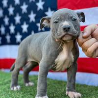 American Staffordshire Terrier Blu ( Amstaff Blue)