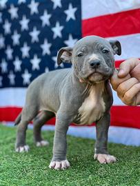 American Staffordshire Terrier Blu ( Amstaff Blue)