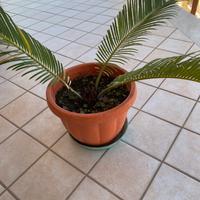Pianta Cycas doppia