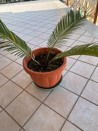 Pianta Cycas doppia