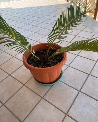Pianta Cycas