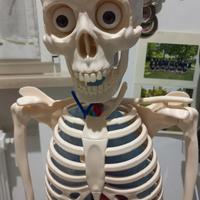 scheletro completo deAgostini ultima edizione