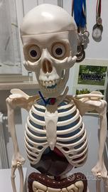 scheletro completo deAgostini ultima edizione